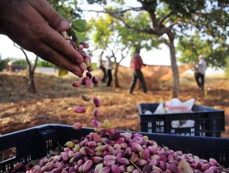 الفستق الحلبي الأشهر مع اسم مورك